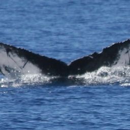 Fluke of HW-MN0443093