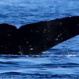 Fluke of HW-MN0443099