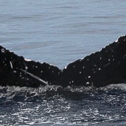 Fluke of Maui