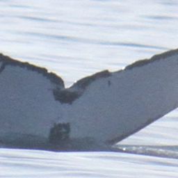 Fluke of SPLASH-700169