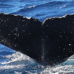 Fluke of HW-MN0443122
