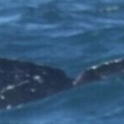 Fluke of HW-MN0443131