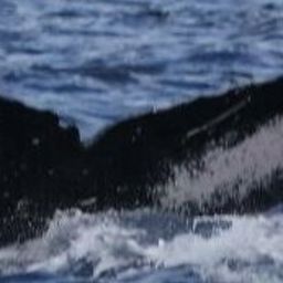 Fluke of HW-MN0443139