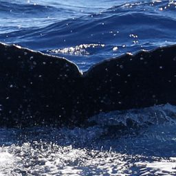 Fluke of HW-MN0443156