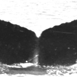 Fluke of Canonical