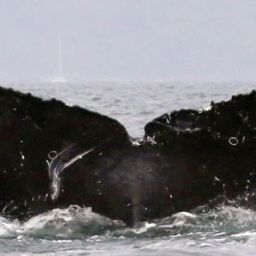 Fluke of CRC-11345