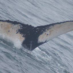 Fluke of HW-MN0430057