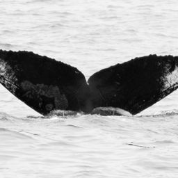 Fluke of CRC-12176
