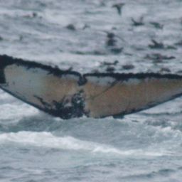 Fluke of CRC-19984