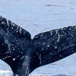 Fluke of HIHWNMS-2021-3-16_G04A01