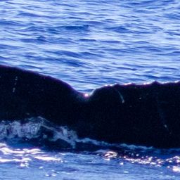 Fluke of HIHWNMS-2021-2-22_G07AO1