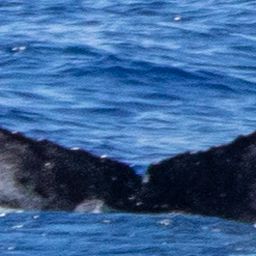 Fluke of HIHWNMS-2021-2-22_G02A02