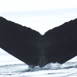 Fluke of Holey