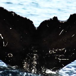 Fluke of Stumpy