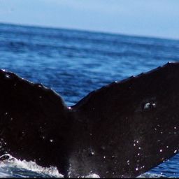 Fluke of Thorette