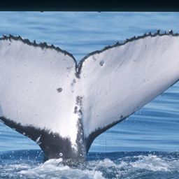 Fluke of SKIFF