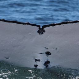 Fluke of PWF-SP_2254