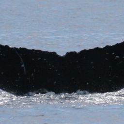 Fluke of HW-MN0443206