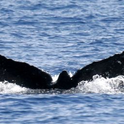 Fluke of HW-MN0443203