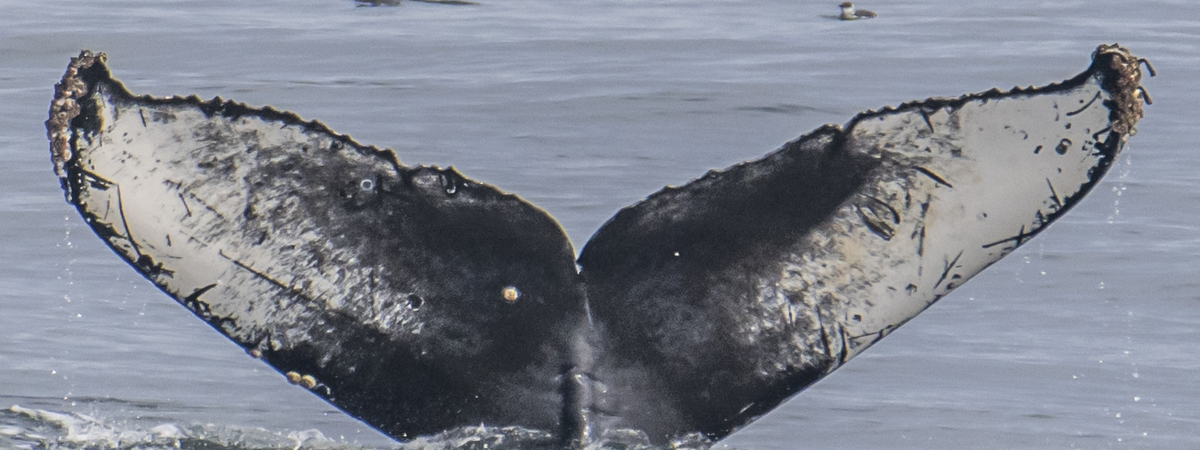 Fluke of Fluke Skywalker (Monterey)