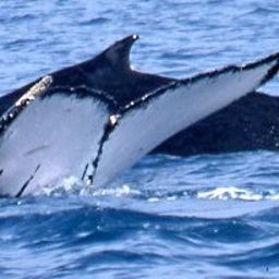 Fluke of PWF-SP_2421