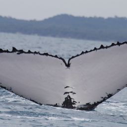 Fluke of PWF-SP_2469