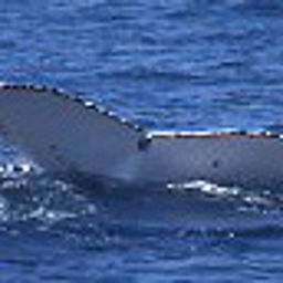Fluke of PWF-SP_2436