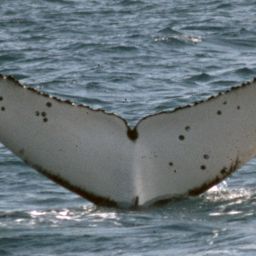 Fluke of PWF-SP_2440