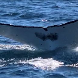 Fluke of Rorschach