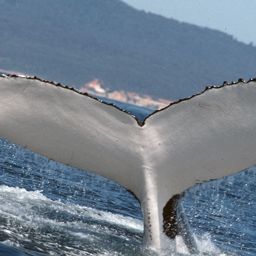 Fluke of MADEIRA