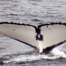 Fluke of PWF-SP_2557