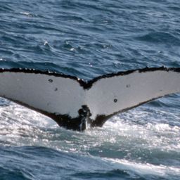 Fluke of PWF-SP_2525