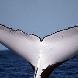 Fluke of PWF-SP_2606