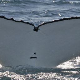 Fluke of QUEEN BESS