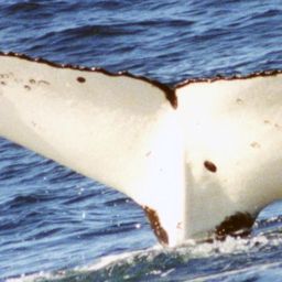 Fluke of PWF-SP_2692