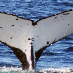 Fluke of PWF-SP_2696