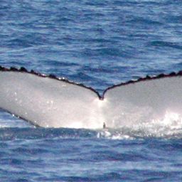 Fluke of PWF-SP_2930