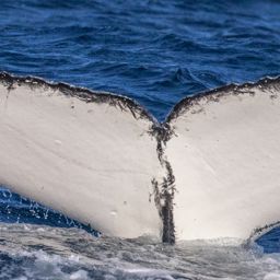 Fluke of PWF-SP_3077