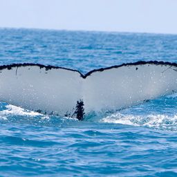 Fluke of PWF-SP_3006