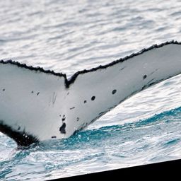 Fluke of PWF-SP_3014