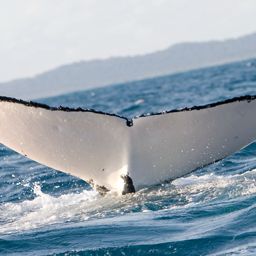 Fluke of POISIDEN