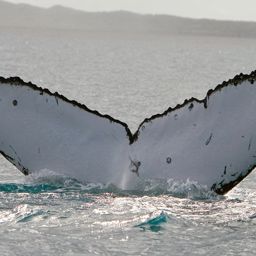 Fluke of PWF-SP_3194