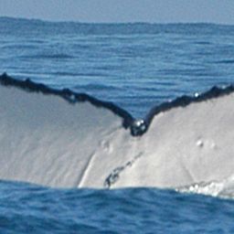 Fluke of PWF-SP_3128