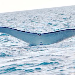 Fluke of ARABEL