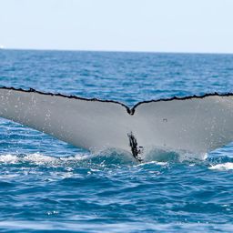 Fluke of CHINCOGAN