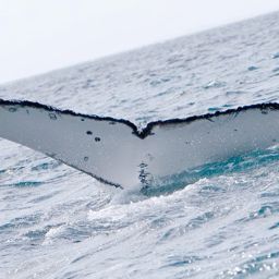 Fluke of SIRIUS