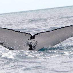 Fluke of PWF-SP_3102