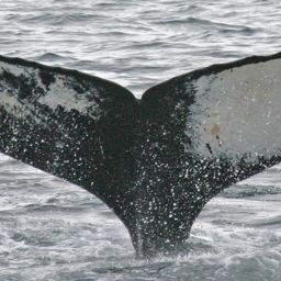 Fluke of HW-MN0420082