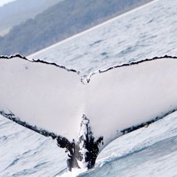 Fluke of PWF-SP_3108
