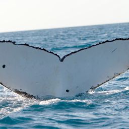 Fluke of PWF-SP_3241
